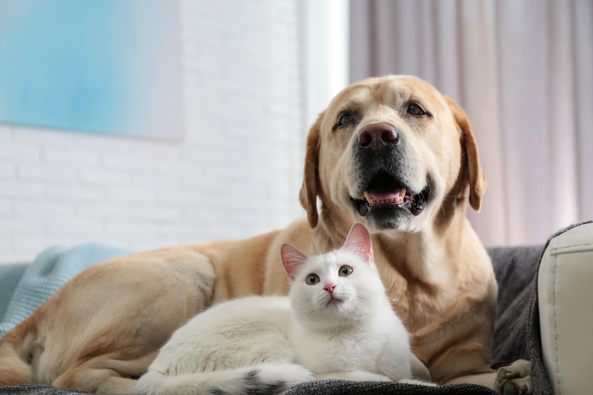 Physicians Mutual Pet Insurance: Protect Your Fur Baby with Peace of Mind